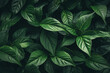 Green leaves pattern background