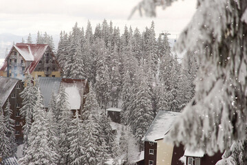 Wall Mural - Winter bright snowy background. New Year's landscape with snowdrifts and pine branches in the cold. Wooden house.	