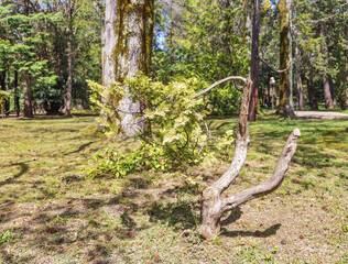 Wall Mural - A small crooked coniferous tree in the sunlight in the arboretum