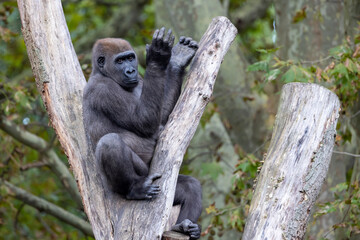 Wall Mural - The western lowland gorilla (Gorilla gorilla gorilla)