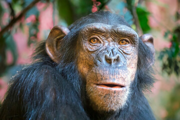 Canvas Print - Chimpanzee (Pan troglodytes) close up view