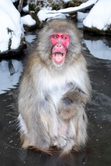 Poster - Japanese Macaque (Macaca Fuscata) portrait