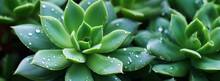 A Succulent Plant With Tiny Water Droplets On Its Leaves The Concept Of Hydration 