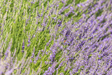 Fototapeta Lawenda - Detail of a lavender field with warm color tones, and flowers leaning to the right of the image. A lone honeybee gathers nectar from the flowers in the center of the picture.