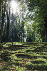 Canvas Print - Beautiful green summer forest in Europe.