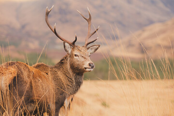 wildlife portrait of a scottish red deer (cervus elaphus scoticus) stag in the mountain countryside 