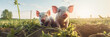 The two piglets look curious as they discover the hidden camera in the outdoors. Beautiful panoramic animal portrait with selective focus, ideal as web banner or for use in social media