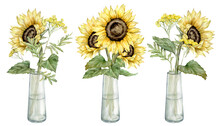 Set Of Watercolor Bouquet Of Yellow Sunflowers And Tansy In Glass Jar. Hand Drawn Illustration Isolated On White Background. Ideal For Wedding Invitations And Save The Date Invitations, Other Design
