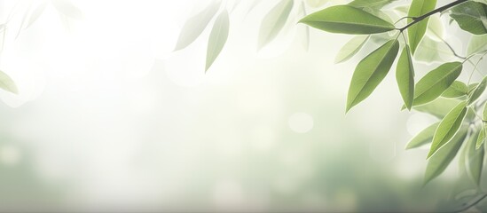 Poster - Blurred background with bokeh natural leaves on white wall Shadow effect for foliage banner layout Copy space image Place for adding text or design