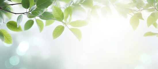 Poster - Blurred background with bokeh natural leaves on white wall Shadow effect for foliage banner layout Copy space image Place for adding text or design