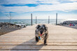cute older small dog walks toward camera on a dock attached to a victorian lifeguard station shot in toronto beach neighbourhood
