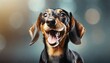 cute playful doggy or pet is playing and looking happy on background dachshund young dog is posing cute happy crazy dog headshot smiling on