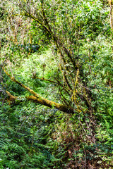 Wall Mural - travel to Georgia - tree trunk overgrown with lichen in lush subtropical mountain forest in Mirveti village in Adjara on sunny autumn day