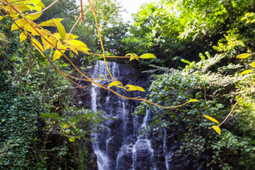 Wall Mural - travel to georgia - twig with yellow leaves illuminated by sun closeup and mirveti waterfall in adja