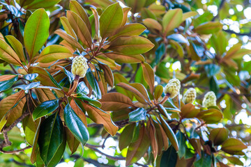 Wall Mural - travel to Georgia - leaves and green magnolia fruits on autumn day in Batumi