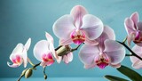Fototapeta Kwiaty - pink orchid on light blue background