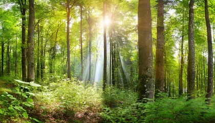 Wall Mural - panoramic view of a forest with sunlight shining through the trees