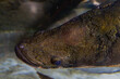 Close-up of the head of a fish in an aquarium.
