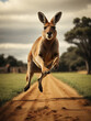 Kangaroo coming toward us while bouncing