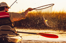 A Man Nets A Redfish While Fishing From A Kayak In Bayou Thunder Von Tranc, Louisiana