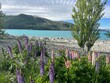 beautiful lupines in Lake Tekapo, New Zealand
