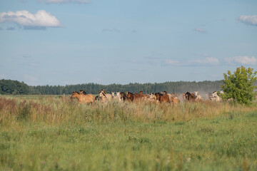 Wall Mural - A beautiful Belarusian draft horse is grazing on a summer field.