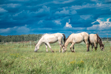 Wall Mural - A beautiful Belarusian draft horse is grazing on a summer field.