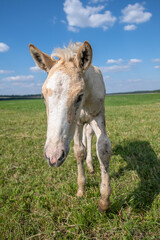 Wall Mural - A beautiful Belarusian draft horse is grazing on a summer field.