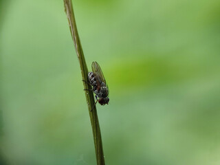 fly, insect, macro, nature, leaf, bug, animal, closeup, wing, close-up, pest, housefly, eye, detail,