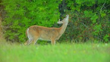 Male Deer Making Funny Face Smelling Air And Looking Around In The Meadow At Evening Shadow Near Wilderness Forest In Canada. Summer Forest Landscape With Wild Native Animals.