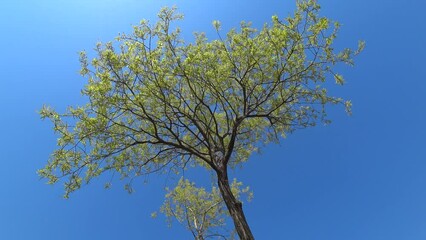 Canvas Print - tree and sky