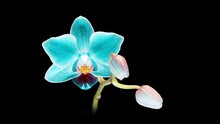 Blue Phalaenopsis Orchid Flowers Bloomed On A Black Background. Time Lapse, Close-up. Wedding Background, Valentine's Day Concept. Time Lapse.4k