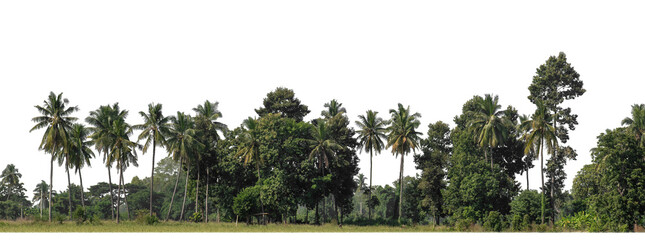 Aufkleber - A group of rich green trees High resolution on transparent background.