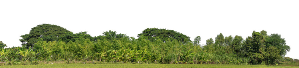 Poster - A group of rich green trees High resolution on transparent background.
