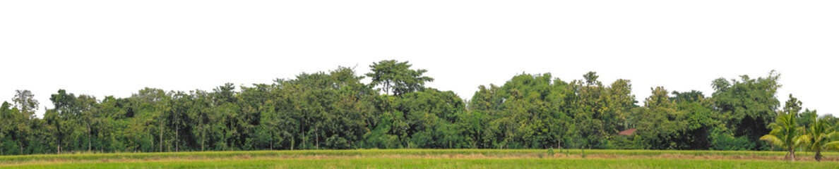 Wall Mural - A group of rich green trees High resolution on transparent background.