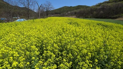 Poster - Rapeseed flowers garden