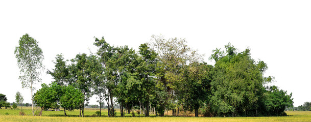 Aufkleber - A group of rich green trees High resolution on transparent background.