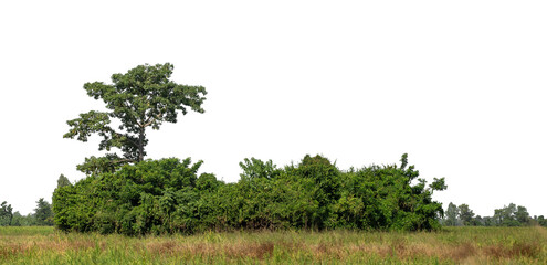 Poster - A group of rich green trees High resolution on transparent background.
