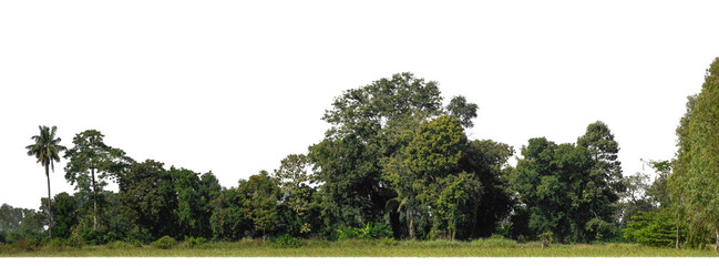Aufkleber - Green forest in summer, high resolution on transparent  background.