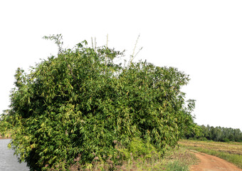 Poster - Green forest in summer, high resolution on transparent  background.