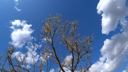 Sticker - yellow-flowered spring