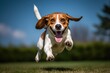 A beagle dog is jumping after a ball.