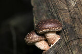 Fototapeta  - 森の中で仲良く自生する2枚の天然しいたけ菌の子供（自然光＆ストロボ・マクロレンズ接写）