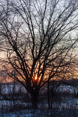 Canvas Print - Bare tree branches at sunset in winter