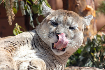 Wall Mural - A puma licks its tongue at the zoo