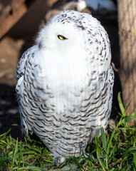 Wall Mural - Portrait of an owl in the zoo