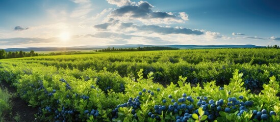 Wall Mural - A large organic farm features rows of cultivated, lush blueberry bushes producing sweet fruit under a sunny sky, with green grass between the drills.