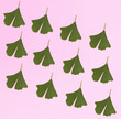 Green gingko biloba leaves diagonally arranged on an pink background. Minimal natural  concept. Copy space. Healthy lifestyle and memory concept.  Flat lay.