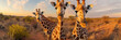 The three giraffes look curious as they discover the hidden wildlife camera in the outdoors. Beautiful panoramic animal portrait with selective focus, ideal as web banner or in social media