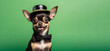 Banner cute Chihuahua puppy in top hat, Stylish and Adorable on green background with copyspace. St. Patrick s Day